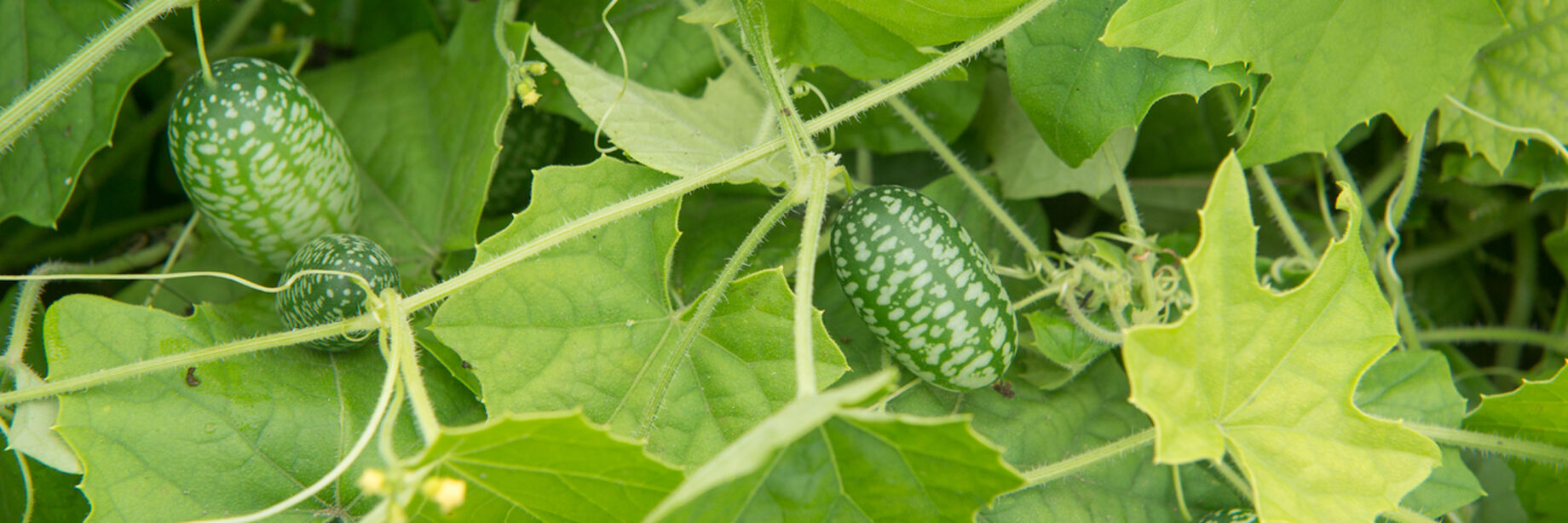 Specialty & Asian Cucumber Seeds Johnny's Selected Seeds