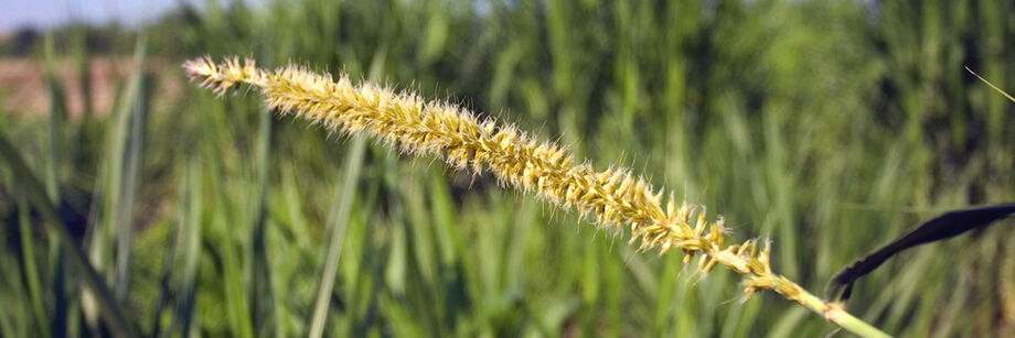 Close-up of one millet seed.