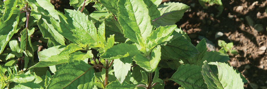 Holy basil growing in the field.