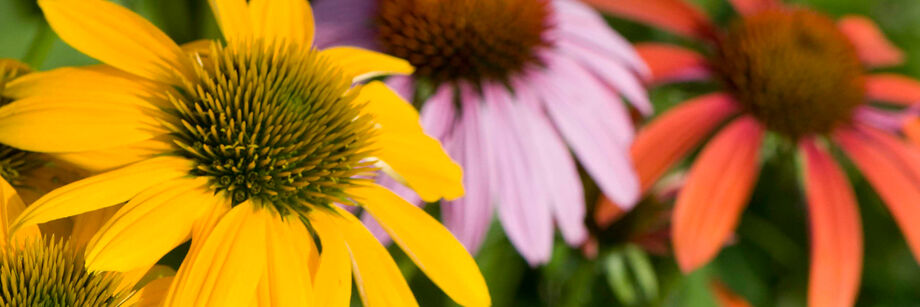 Close-up shot of three Echinacea flowers: one yellow, one purple, and one red-orange.
