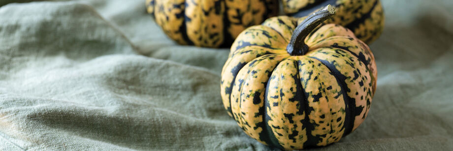 Close up of some acorn squash fruits; one of Johnny's new acorn squash varieties.