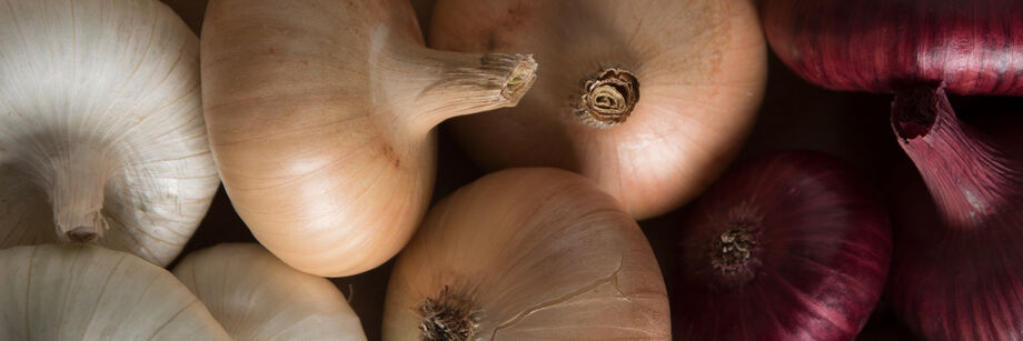 White, yellow, and red cippolini onions shown in storage.