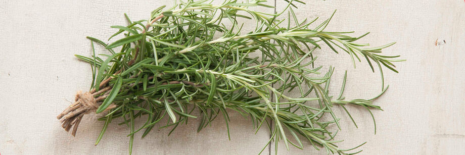 Sprigs of rosemary bundled and displayed against a white background.