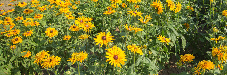 Yellow rudbeckia flowers growing in the field.