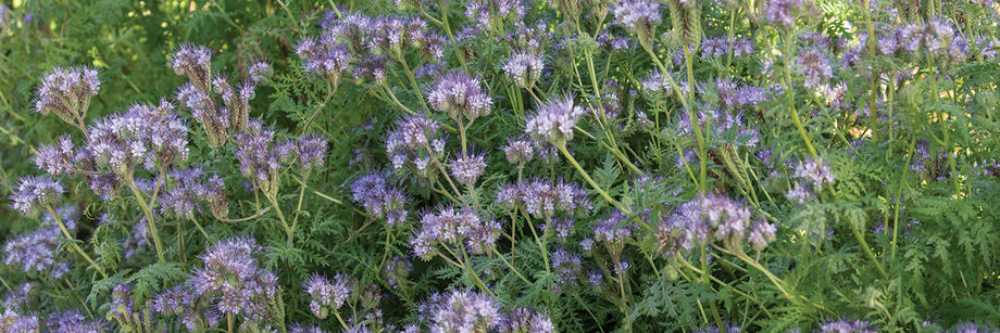 Phacelia, one of our online-only cover crop varieties, blossoming in the field.