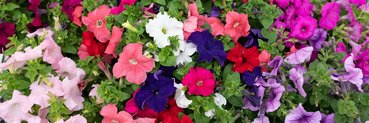 Petunia Seeds | Johnny's Selected Seeds