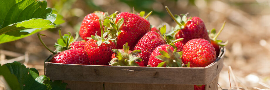 Strawberries in a berry box.