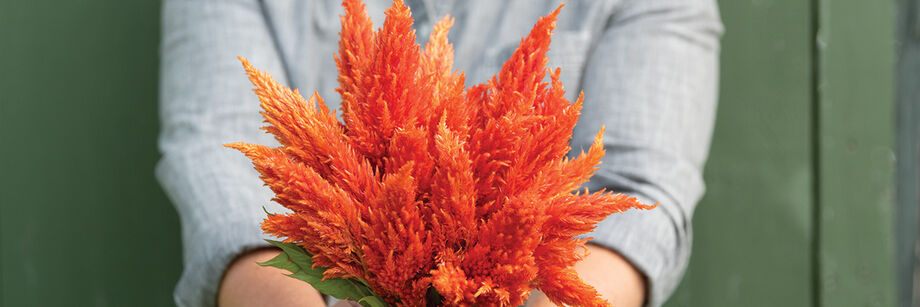 Orange Sunday™ Series bouquet celosia blossoms.