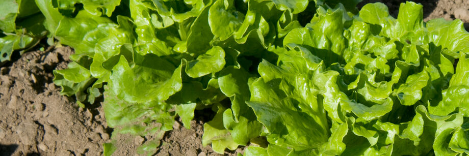 One of our heat tolerant lettuce varieties growing in the field.