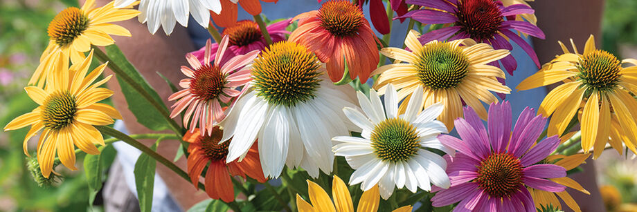 Multi-colored Echinacea blossoms grown from one of our Echinacea seed varieties.
