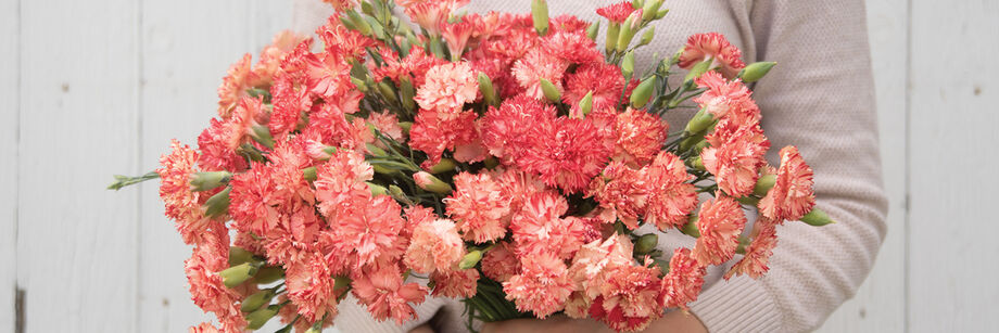 Person holding a bouquet of the salmon-rose flowers of one of our French heirloom carnation varieties.