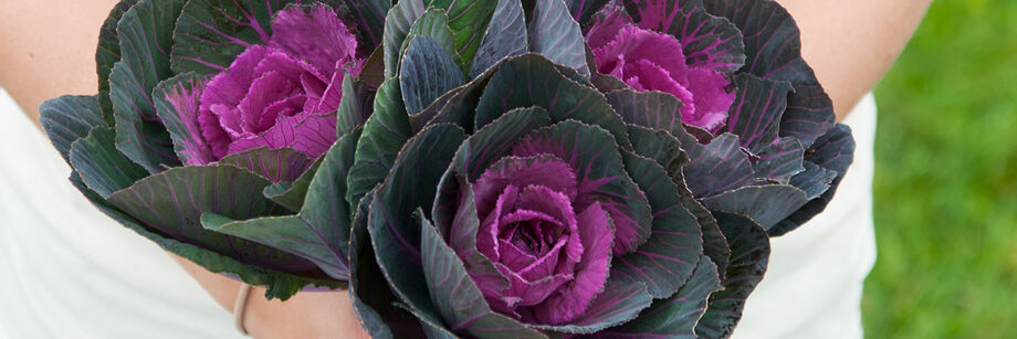 Person holding three rosettes of ornamental kale.