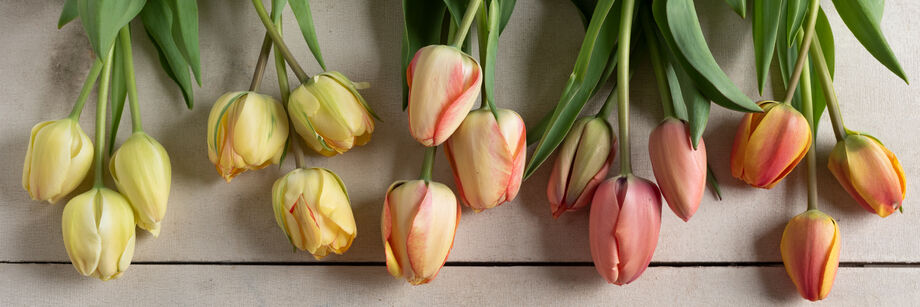 The flowers of five of Johnny's tulip varieties, laid out on a table.