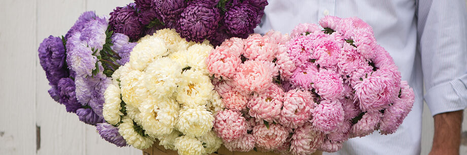 Person holding large bouquet of China asters, one of the annual flower varieties we offer.