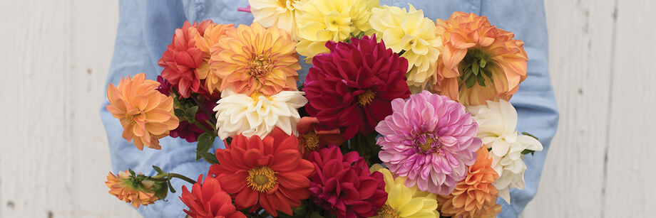 Person holding a multi-colored bouquet of dahlia flowers, grown from Johnny's dahlia seed mix.