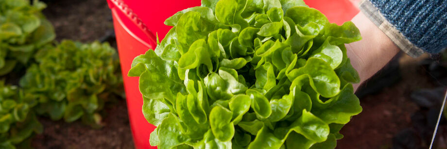 Person holding a freshly harvested head of green lettuce.