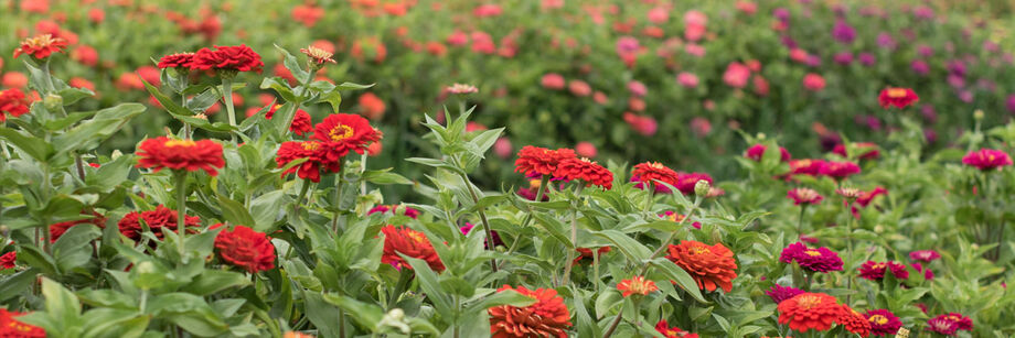 One of our red zinnia varieties, shown growing in the field.