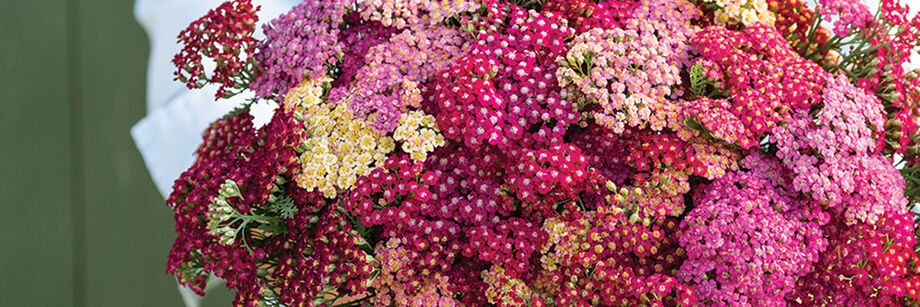 Close-up of a cheerful bouquet of pink, magenta, red, and white yarrow blooms.