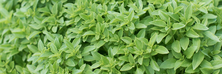 Close up of green fine leaf basil leaves.