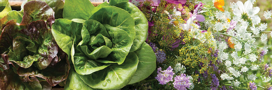 Two heads of lettuce, sprigs of dill, and a mix of cosmos and other cut flowers.