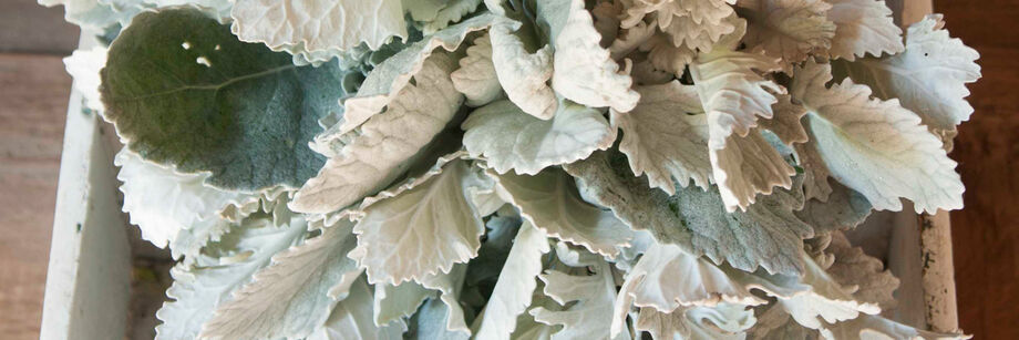 The large silvery leaves of one of our dusty miller varieties, displayed in a wooden box.