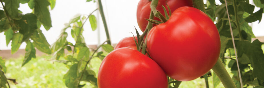 Two red tomatoes shown growing on the vine.