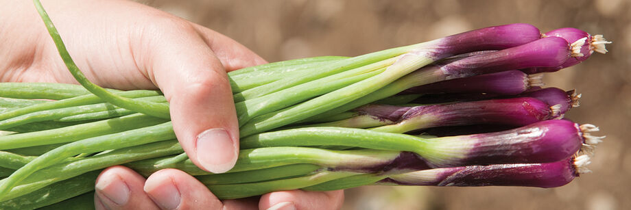 Person holding a bundle of one of our red bunching onion varieties.