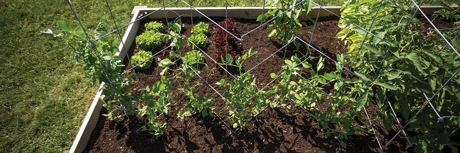 Metal pea fence in a raised bed.