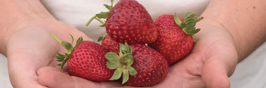 Person holding several strawberries in her hands.