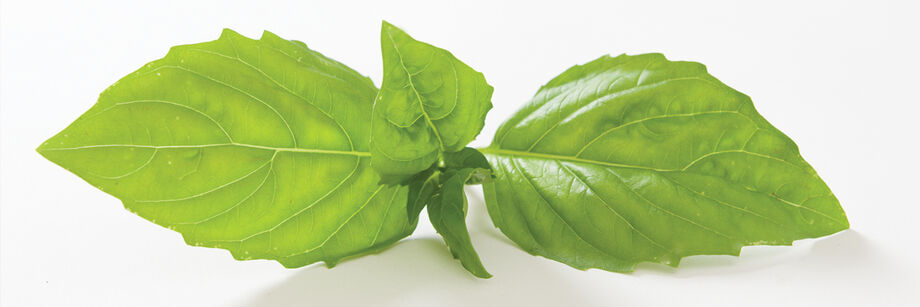 Single sprig of Italian large-leaf basil.