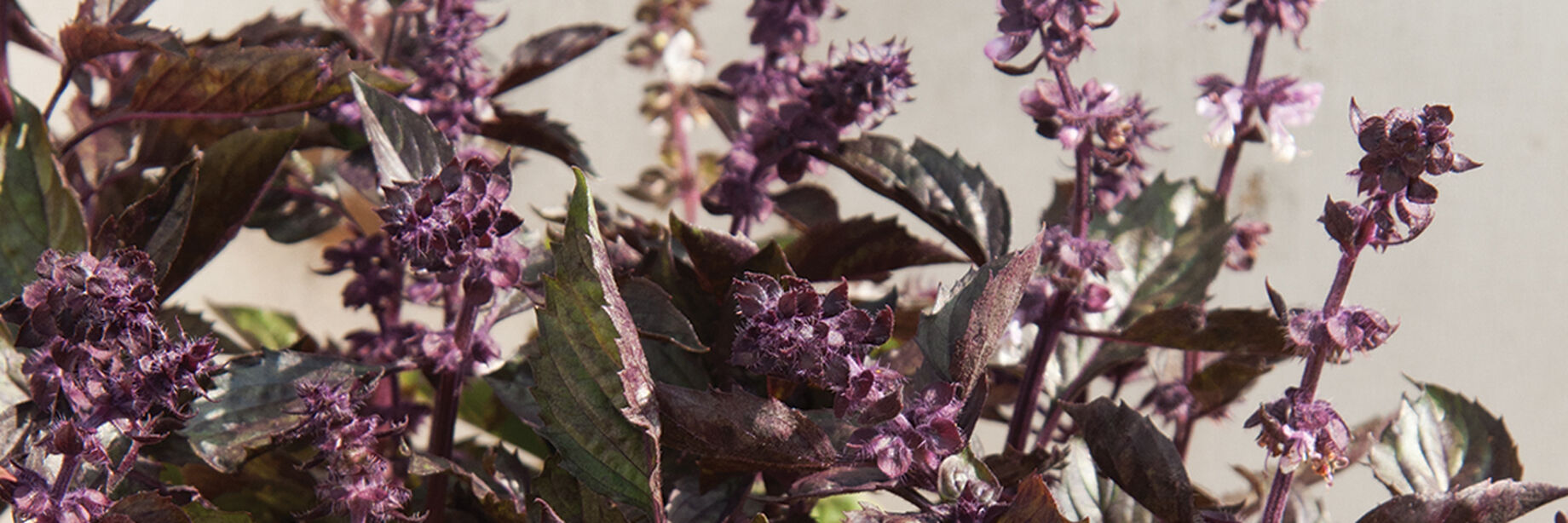 Ornamental Basil Seeds Organic Varieties Johnny's Selected Seeds