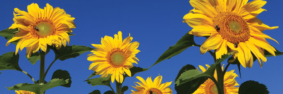The bright yellow flowers of our sunflower cover crop with bees on the blossoms.