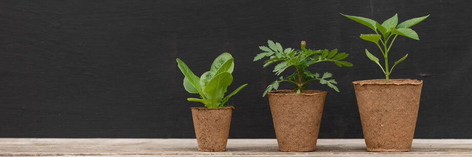 Three round biodegradable pots with plants growing in them, ordered small to large.
