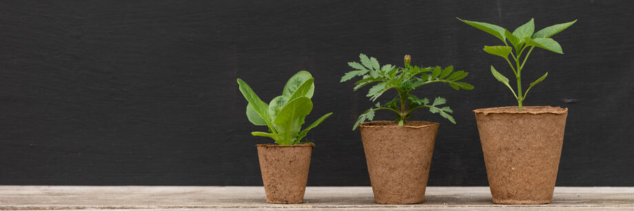 Biodegradable & Compostable Plant Pots