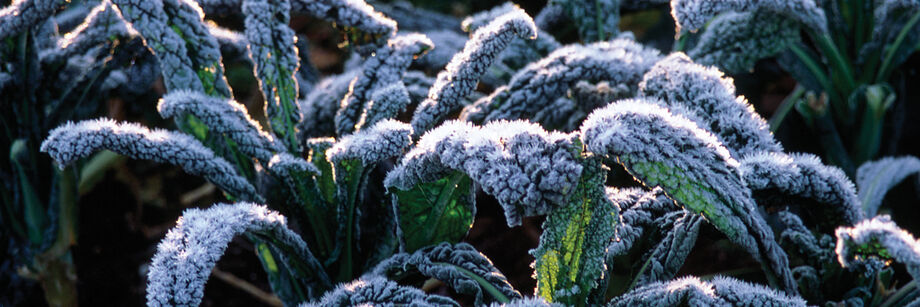 Kale plants with a heavy layer of frost on the leaves.