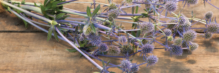 Blue foliage, grown from one of our eryngium varieties, and displayed on a wood table.