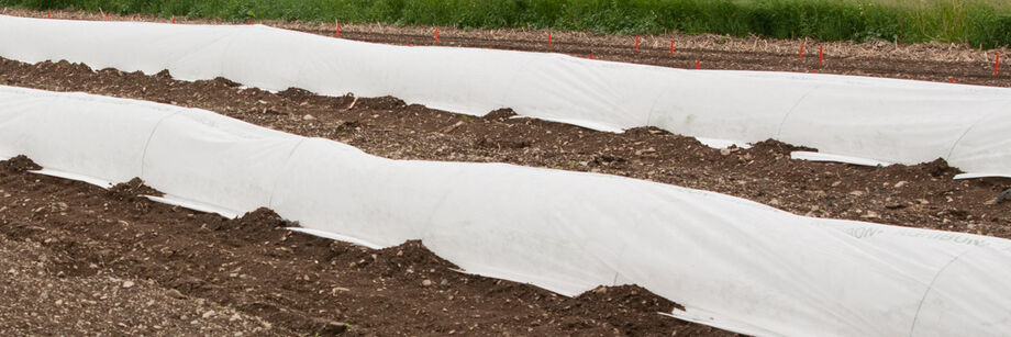 Two rows of crops in the field, covered by Johnny's insect netting.