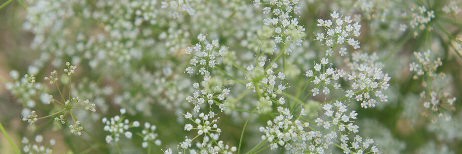 Close-up of small white flowers of anise.