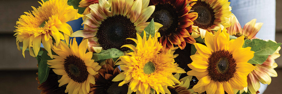 Sunflower blossoms.