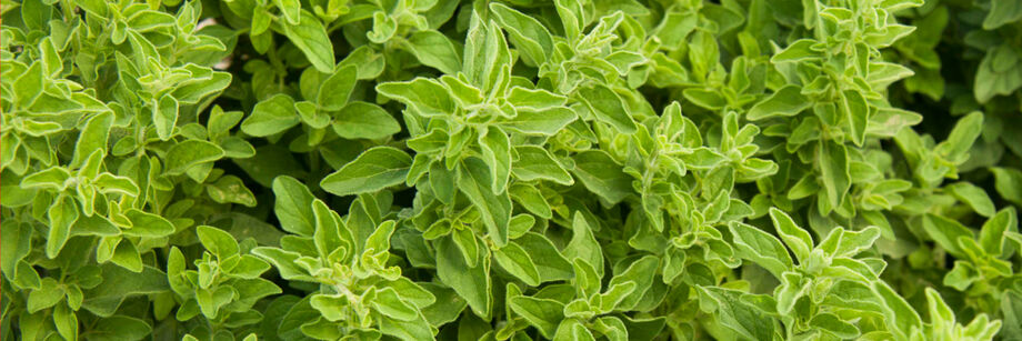 Oregano plants in the field.