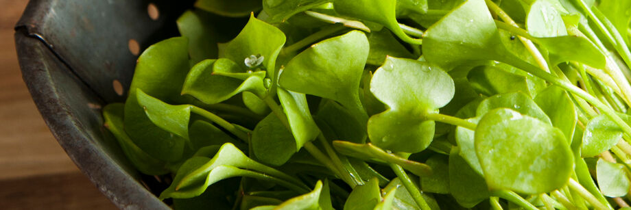 Claytonia greens displayed in a metal colander.