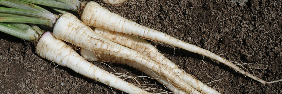 A bunch of white root parsley, which look similar to parsnips.