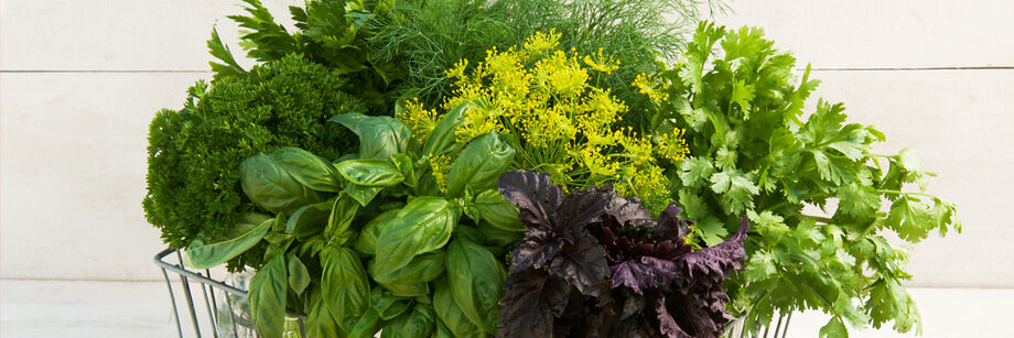 A large bouquet of culinary herbs, including basil, parsley, and dill.