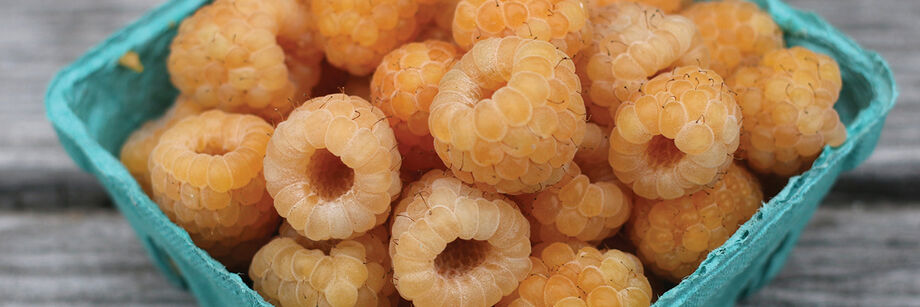 Berry box filled with golden raspberries grown from one of the variety of live plants offered by Johnny's.