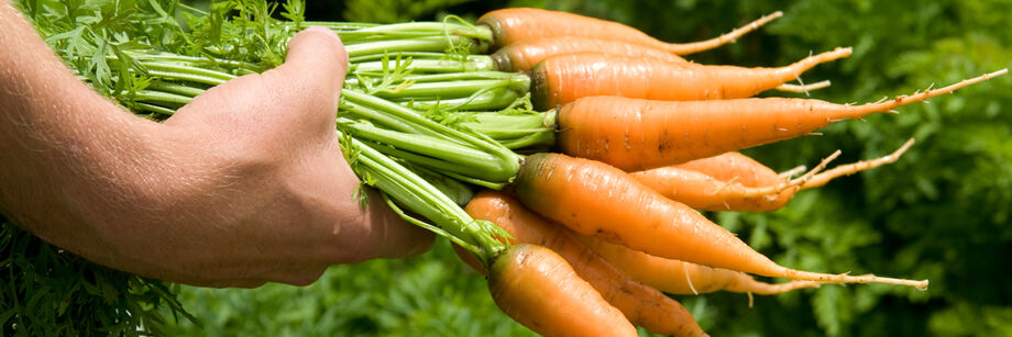 Person holding a bunch of baby carrots by their green tops.