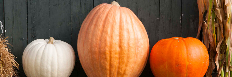 From left to right, a white giant pumpkin, pale orange giant pumpkin, and bright orange giant pumpkin.
