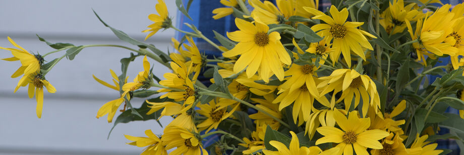 A person holding a bouquet of yellow perennial sunflowers.