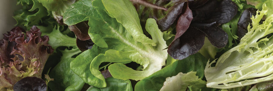 Baby-leaf salad mix with red and green leaves, grown from Johnny's one-cut lettuce seeds.