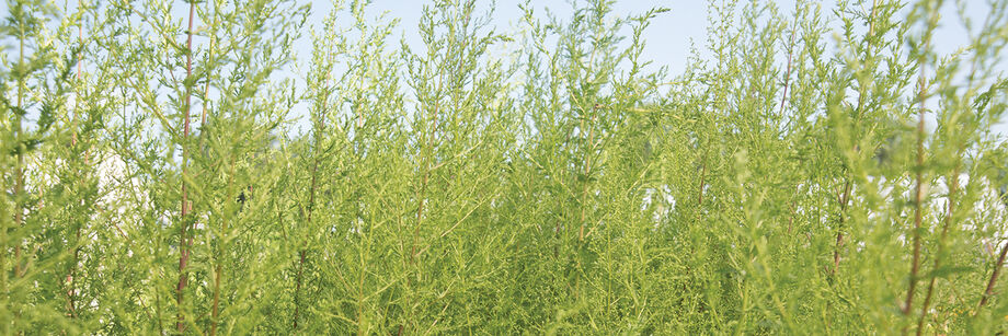 Sweet Annie growing in the field.