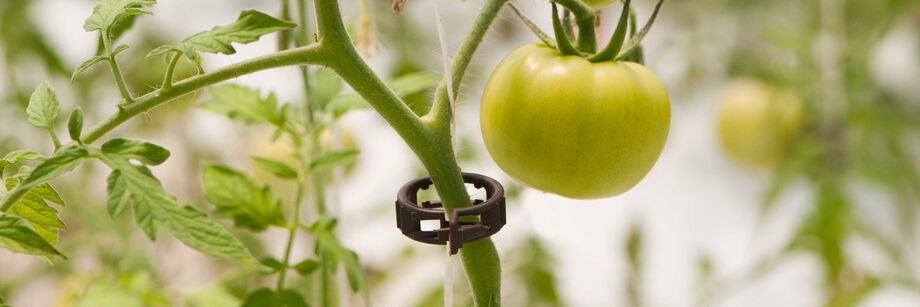 Black plastic clip securing a tomato plant to trellising twine.